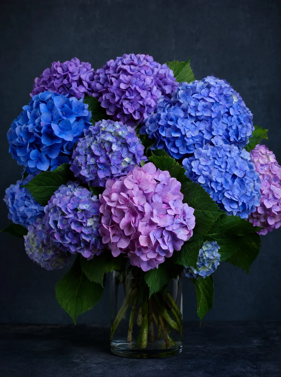 Hortensia, kimppu
