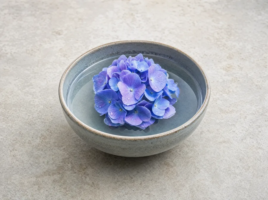 Hortensia, sommittelu