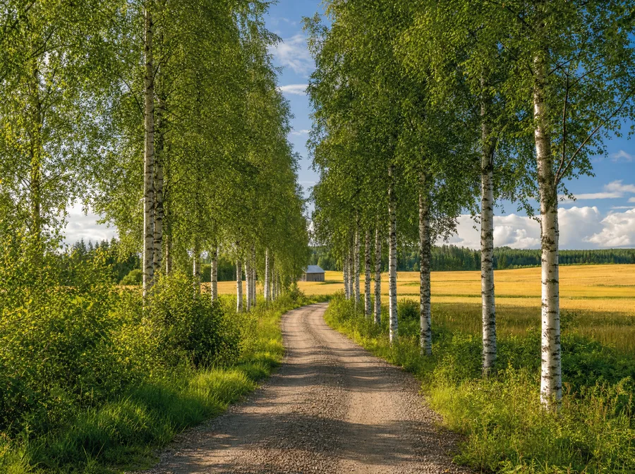 Suomen kesä