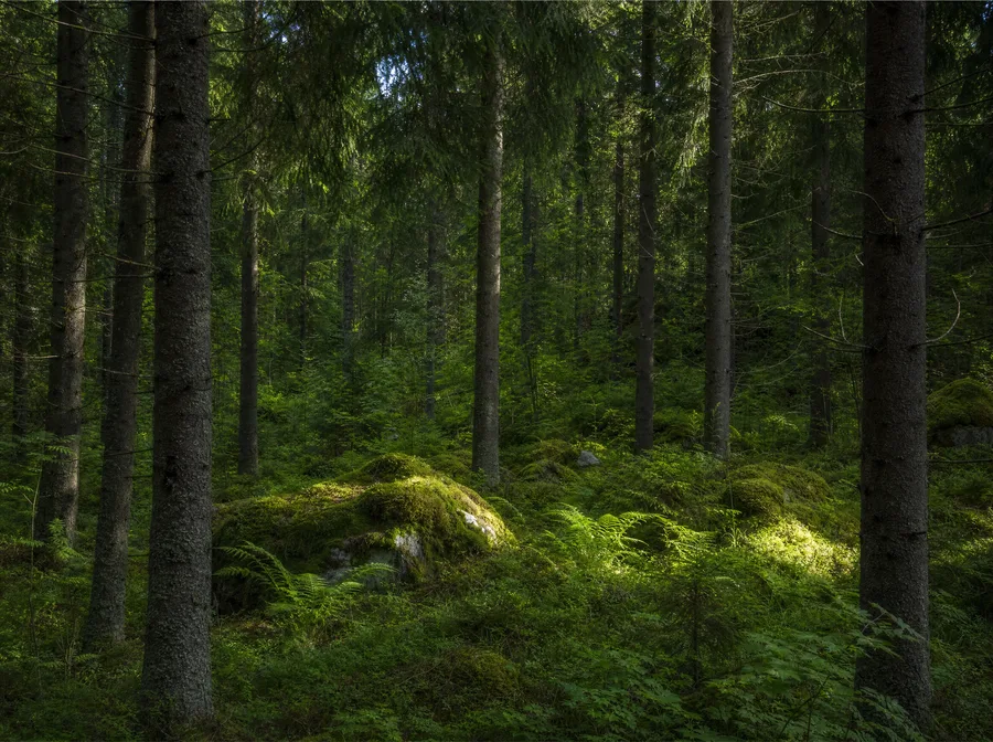 Suomen kesä